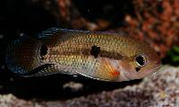 A_Akvarievalvet_Aequidens_tetramerus_DSC_0117.jpg