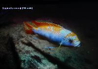 A_L_rdag_Andreas_Spreinat_Dive_sites_at_the_westc_oast_DSC_0219.jpg