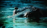 A_L_rdag_Andreas_Spreinat_Dive_sites_at_the_westc_oast_DSC_0223.jpg
