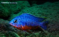A_L_rdag_Andreas_Spreinat_Dive_sites_at_the_westc_oast_DSC_0226.jpg
