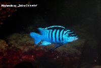 A_L_rdag_Andreas_Spreinat_Dive_sites_at_the_westc_oast_DSC_0228.jpg