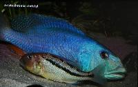 A_L_rdag_Andreas_Spreinat_Dive_sites_at_the_westc_oast_DSC_0240.jpg