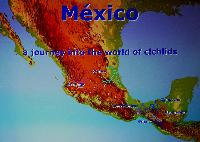 A_L_rdag_Willem_Heijns_Cichlids_in_Central_America_DSC_0311.jpg