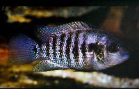 Lördag. Willem Heijns. Cichlids in Centralamerica.