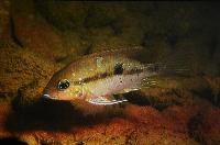 A_L_rdag_Willem_Heijns_Cichlids_in_Central_America_DSC_0321.jpg