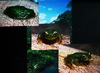 A_L_rdag_Willem_Heijns_Cichlids_in_Central_America_DSC_0322.jpg
