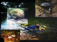A_L_rdag_Willem_Heijns_Cichlids_in_Central_America_DSC_0325.jpg