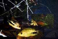 A_L_rdag_Willem_Heijns_Cichlids_in_Central_America_DSC_0332.jpg