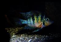 A_L_rdag_Willem_Heijns_Cichlids_in_Central_America_DSC_0334.jpg