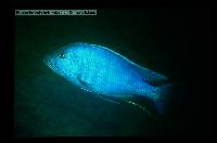 Söndag. Andreas Spreinat. Lake Malawi Cichlids and Biotops.