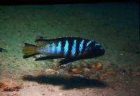 Söndag. Andreas Spreinat. Lake Malawi Cichlids and Biotops.