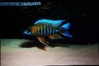 Söndag. Andreas Spreinat. Lake Malawi Cichlids and Biotops.