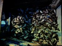 A_S_ndag_Andreas_Spreinat_Lake_Malawi_Cichlids_and_BiotopsDSC_0419.jpg