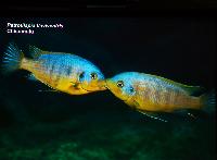 Söndag. Andreas Spreinat. Lake Malawi Cichlids and Biotops.