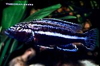 Söndag. Andreas Spreinat. Lake Malawi Cichlids and Biotops.