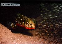 Söndag. Andreas Spreinat. Lake Malawi Cichlids and Biotops.