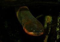 A_Tropicarium_Kolm_rden_DSC_0528.jpg