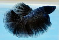 Fisktävling. Betta splendens. Klass A02. Plats 2.