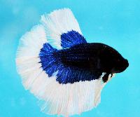 Fisktävling. Betta splendens. Klass A05. Plats 1.