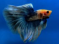 A_Betta_A06-1_b_DSC_1242.jpg