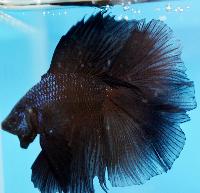 Fisktävling. Betta splendens. Klass B01. Plats 1.