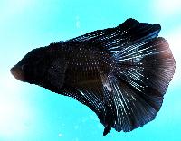 Fisktävling. Betta splendens. Klass B01. Plats 2.