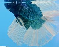 Fisktävling. Betta splendens. Klass B03. Plats 1.