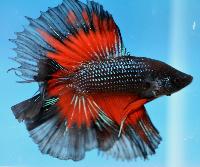 Fisktävling. Betta splendens. Klass B03. Plats 2.