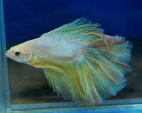 Fisktävling. Betta splendens. Klass B04. Plats 1.