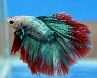 Fisktävling. Betta splendens. Klass B05. Plats 1. Grupp B-champion.