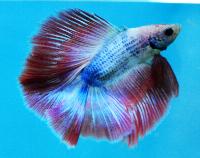 Fisktävling. Betta splendens. Klass B05. Plats 2.