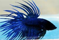 Fisktävling. Betta splendens. Klass C02. Plats 1. Grand Champion. Grupp C-Champion