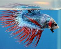 Fisktävling. Betta splendens. Klass C04. Plats 1.