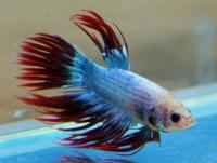 Fisktävling. Betta splendens. Klass C04. Plats 2.