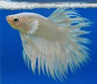 Fisktävling. Betta splendens. Klass C07. Plats 1.