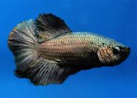 Fisktävling. Betta splendens. Klass D07. Plats 2.