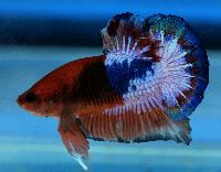 Fisktävling. Betta splendens. Klass D09. Plats 1.