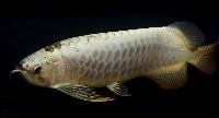 Fisktävling. Arowana. Kategori A. Large. Klass 3. Plats 1.