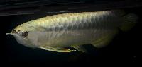 Fisktävling. Arowana. Kategori A. Large. Klass 3. Plats 2.