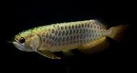 Fisktävling. Arowana. Kategori A. Large. Klass 3. Plats 3.