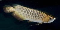 Fisktävling. Arowana. Kategori A. Small. Klass 2. Plats 1.