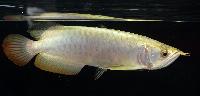 Fisktävling. Arowana. Kategori A. Small. Klass 3. Plats 3.