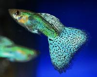 A_Guppy_Group_Commercial_3-1_DSC_1460.jpg