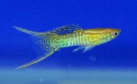 A_Guppy_Group_Commercial_5-1_DSC_1435.jpg