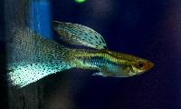 Fisktävling. Guppy. Grupp trio. Klass 4. Plats 1.