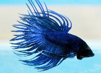 Fisktävling. Betta splendens. Klass C02. Plats 1. Grand Champion. Grupp C-champion