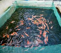 Nippon Koi Farm