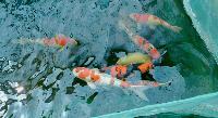 Nippon Koi Farm