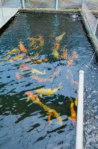 Nippon Koi Farm