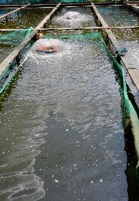 Nippon Koi Farm